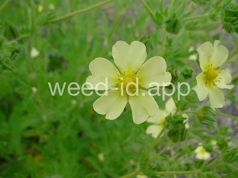 cinquefoil, sulfur